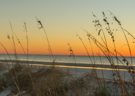 grass by the coast