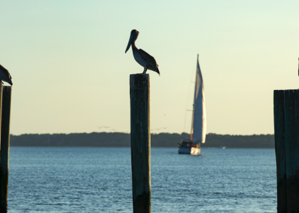 pelicans