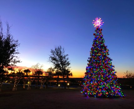 Holiday Tree