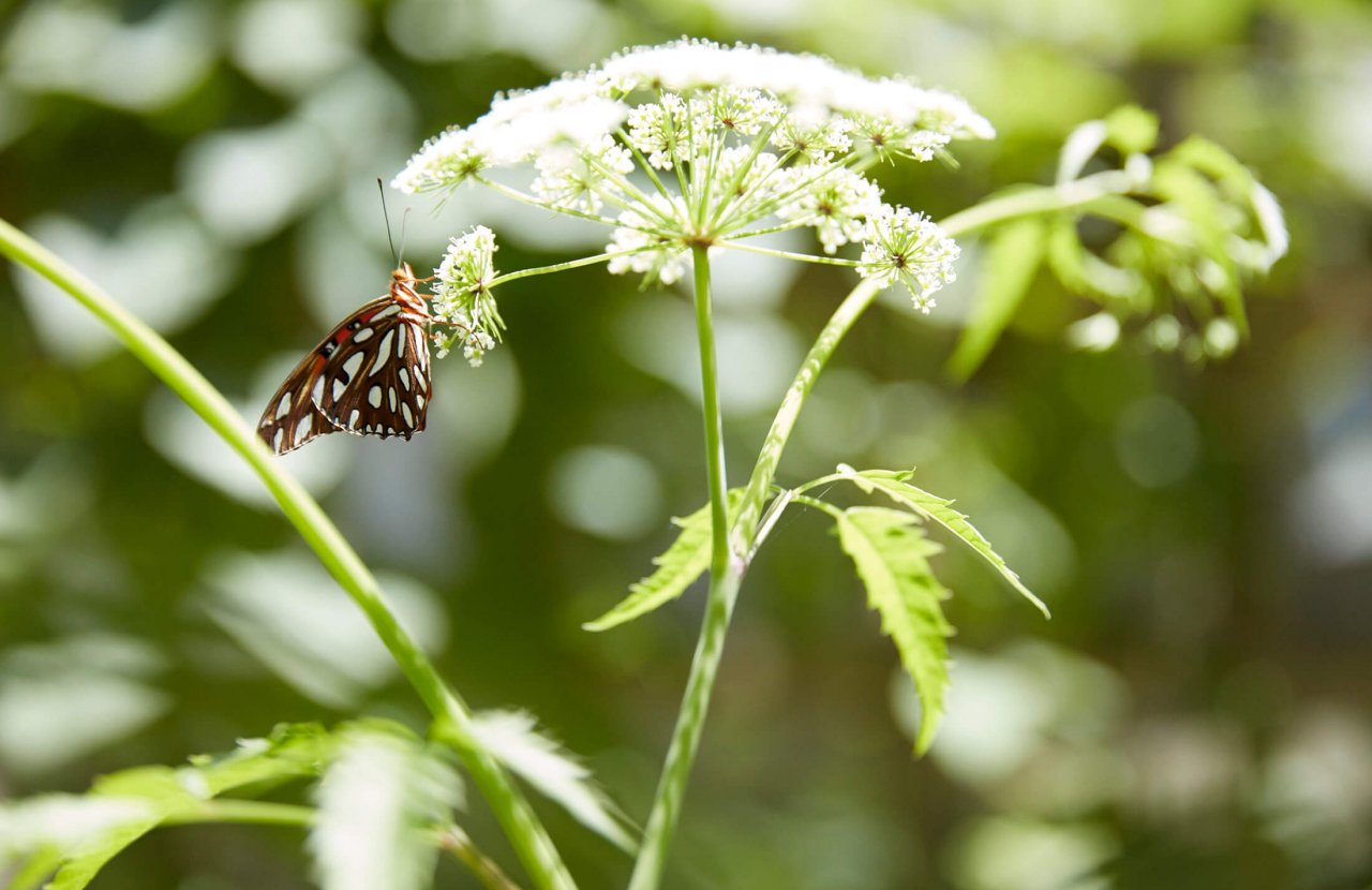 butterfly perched on a white flower
