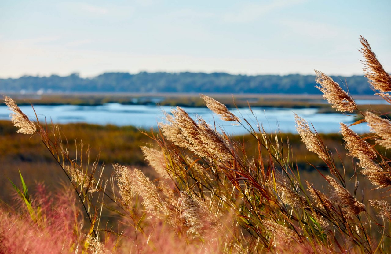 tall grass sways in the breeze