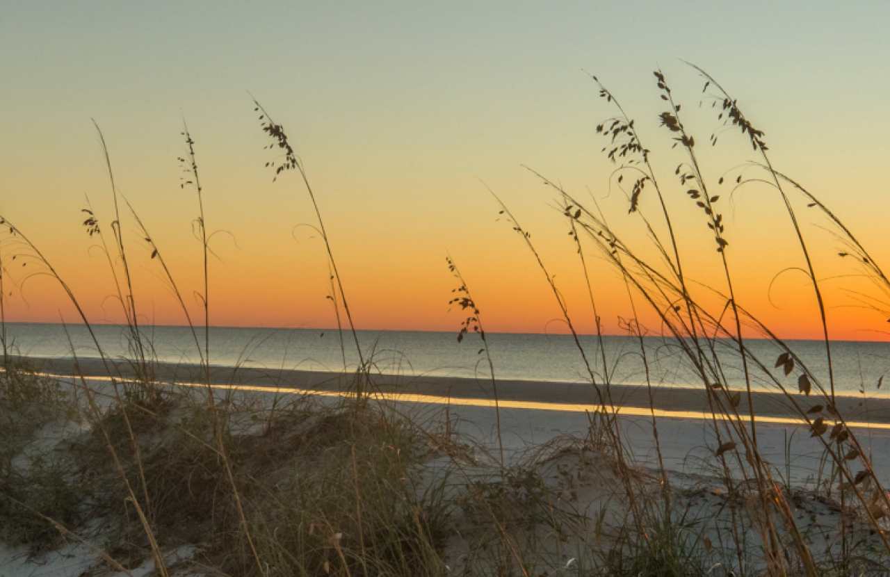 grass by the coast