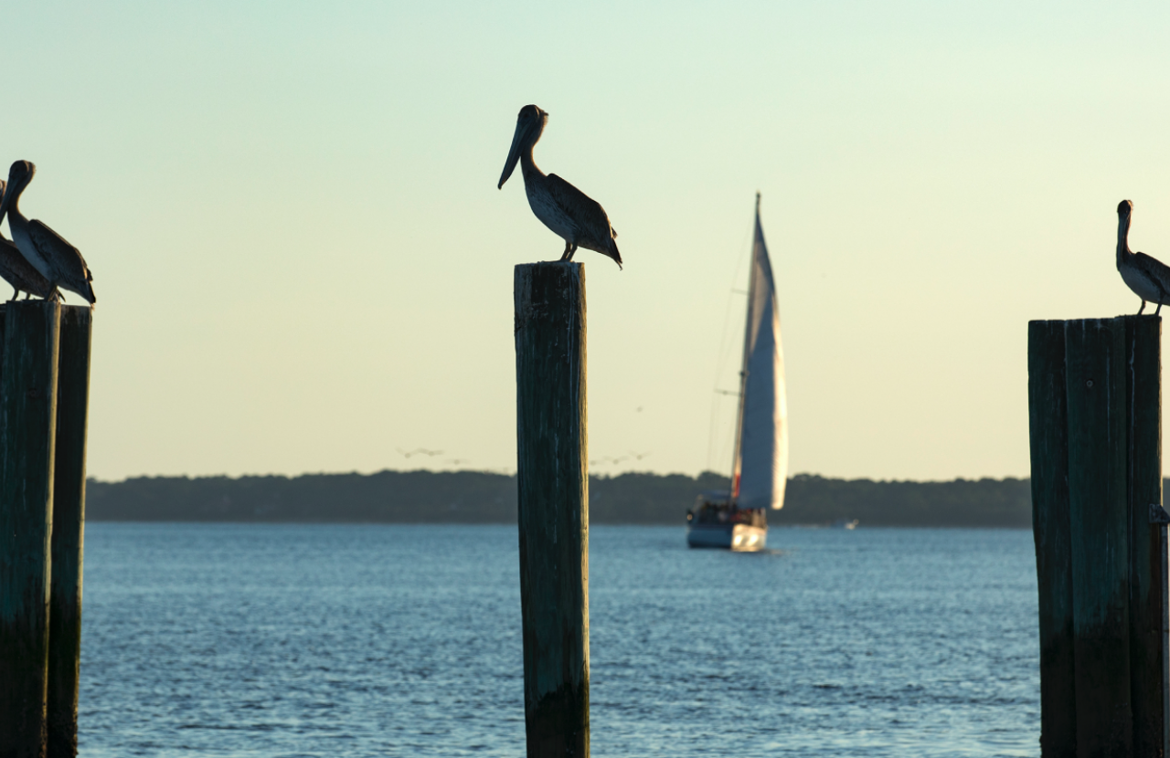 pelicans