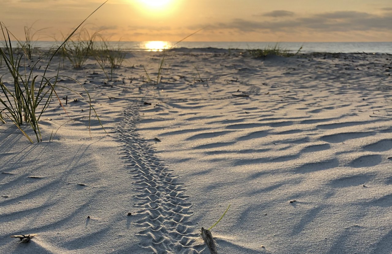 Tracks from sea turtles crawling back to the ocean