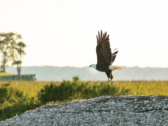 Eagle