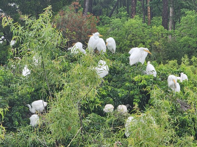 Ibis Pond