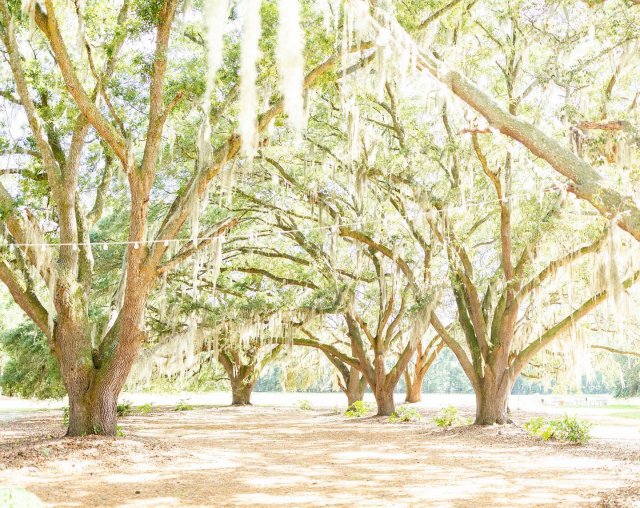 Hewitt Oaks
