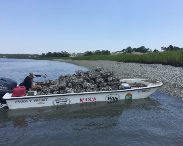 Oyster Reef Building