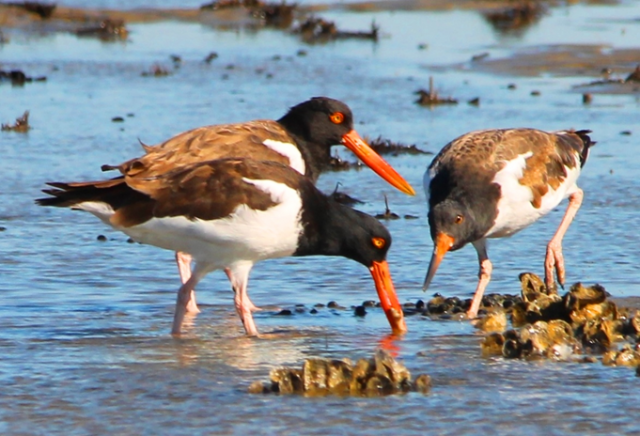 Southeast Coastal Birds by Paul Weatherhead