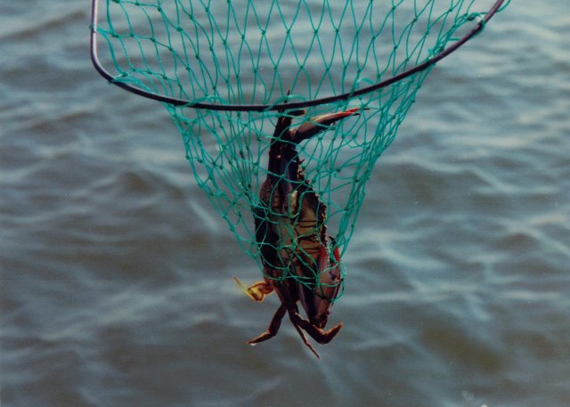 Blue Crab Discovery