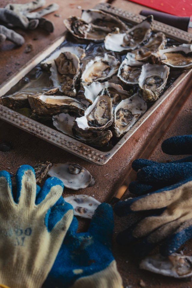 Oysters