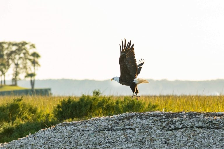 eagle sores above water over grasslands