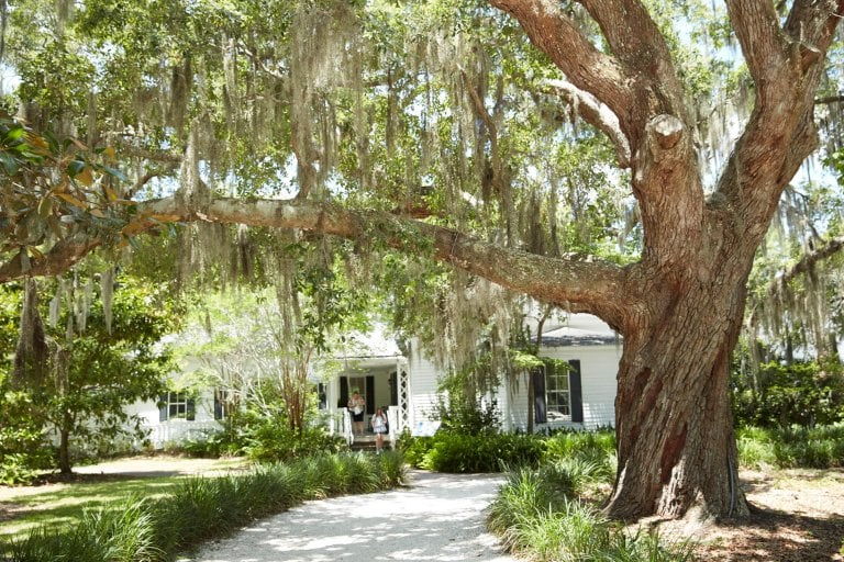 white plantation style home under the shade of an oak tree with spanish moss