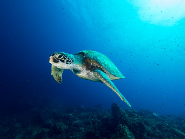 Sea Turtle