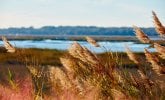 tall grass sways in the breeze