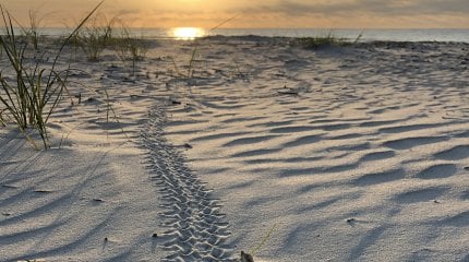 Tracks from sea turtles crawling back to the ocean